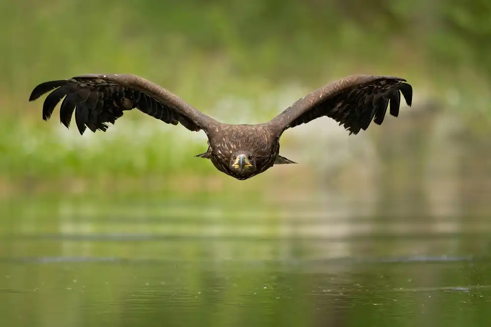 Zygmunt, Milan: Aquila dalla coda bianca