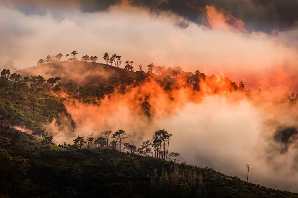 Popan, Adrian: Wildfire