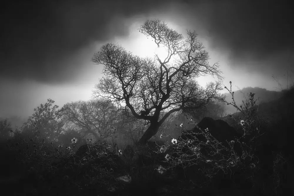 Ning, Aidong: Fog Scene