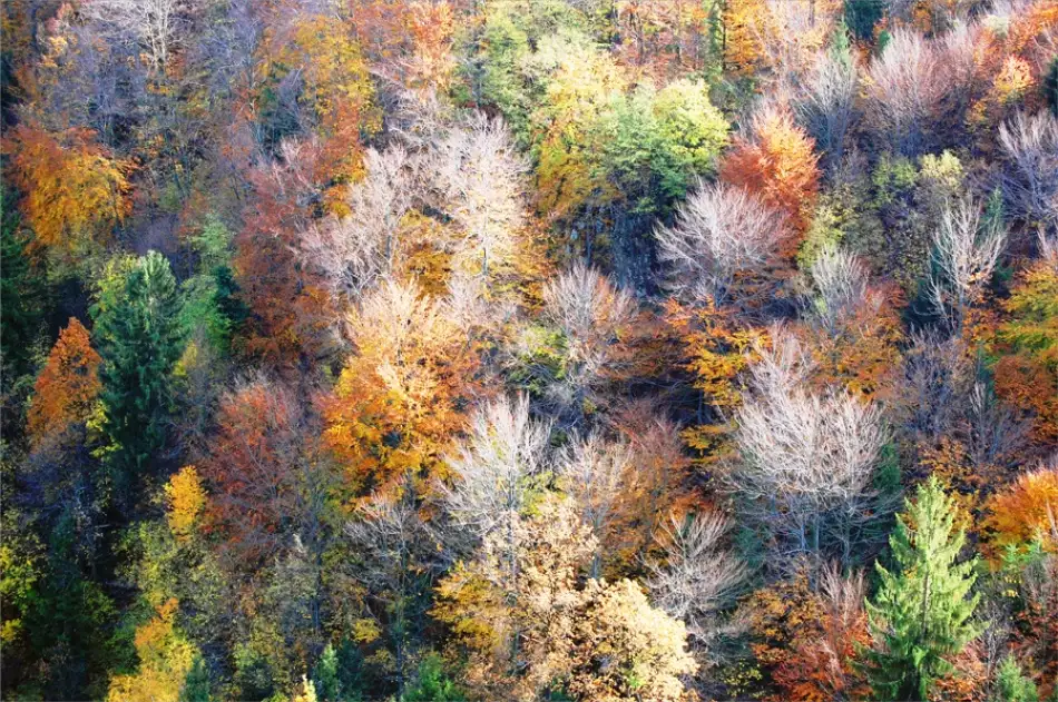 Barbara: what colour is autumn