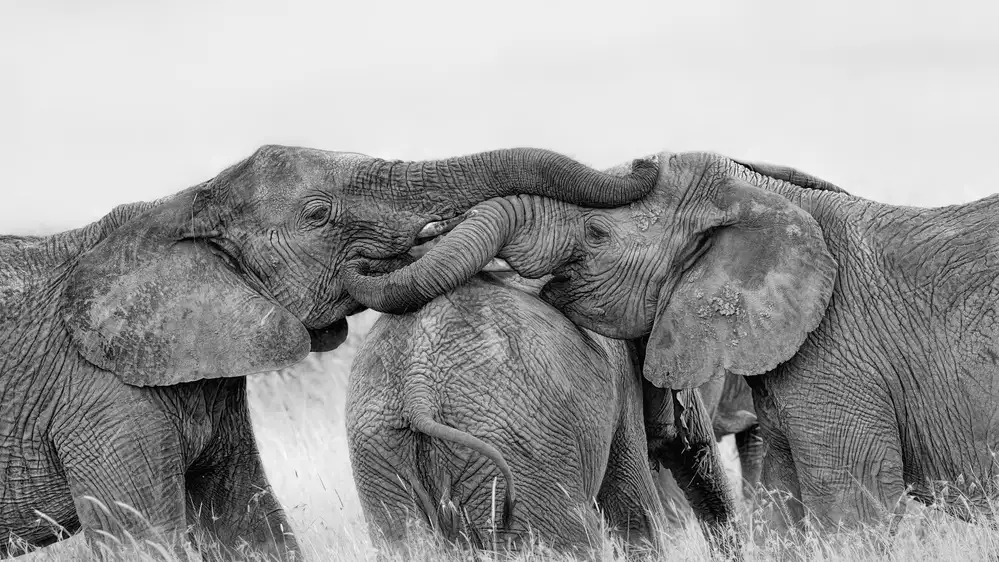 Zuo, Jun: Éléphant jouant