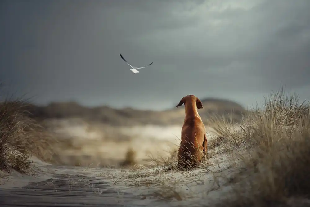 Willers, Heike: FREEDOM (II)