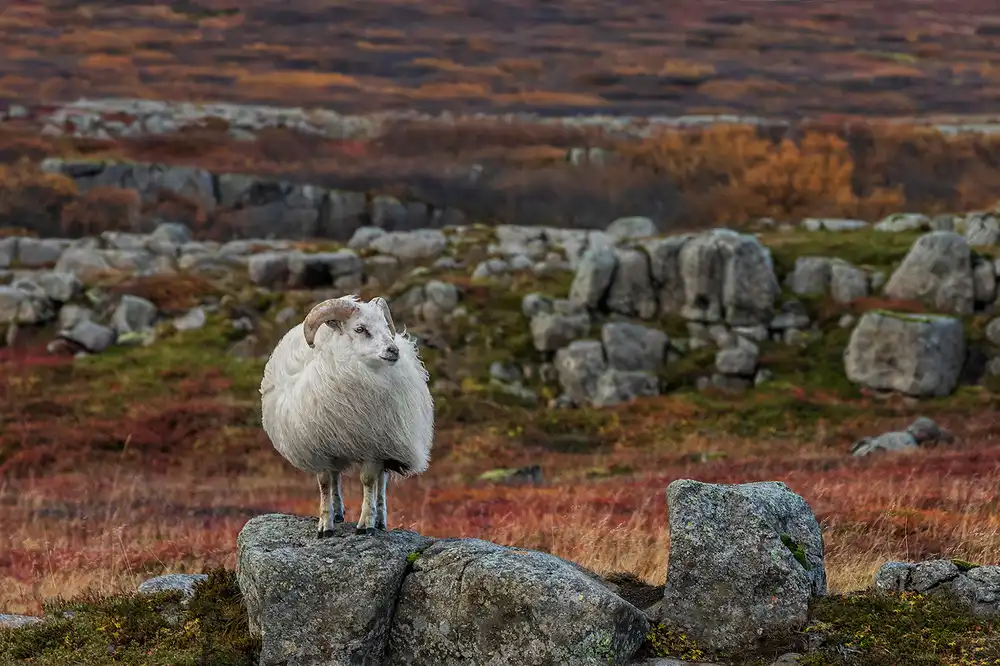 Ingibergsson, Bragi: Waiting for the Winter