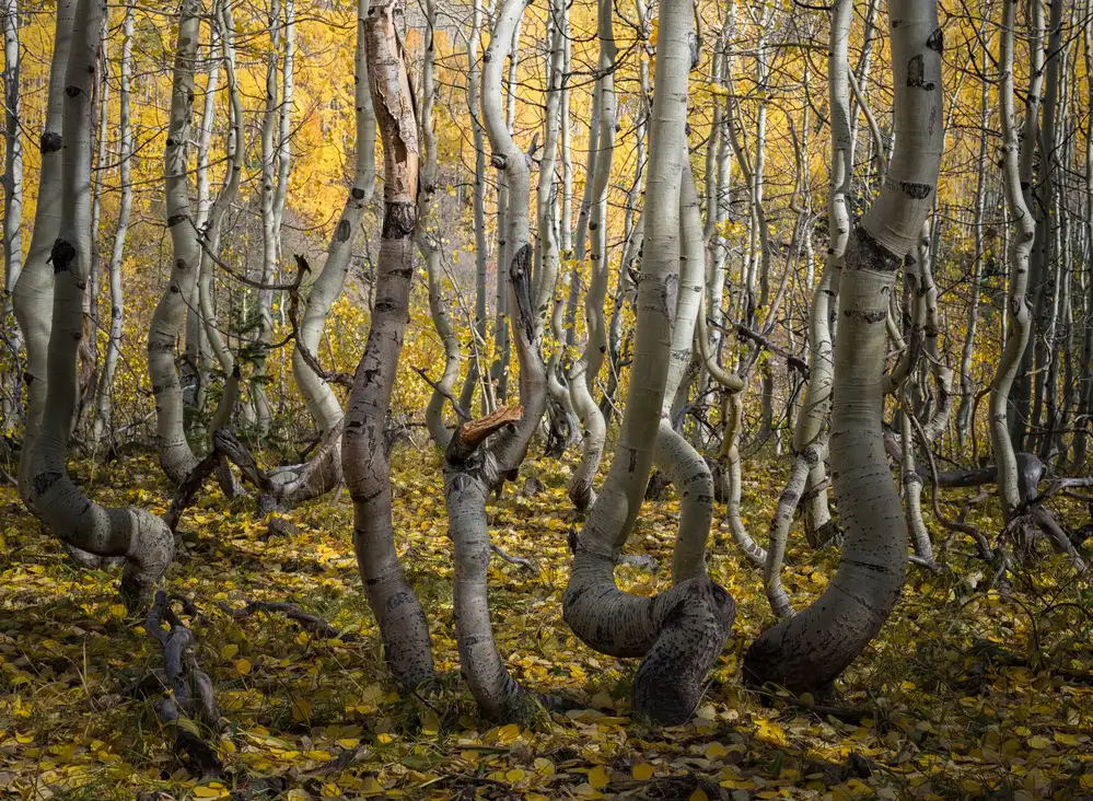 Li, Alex: Crooked Aspen
