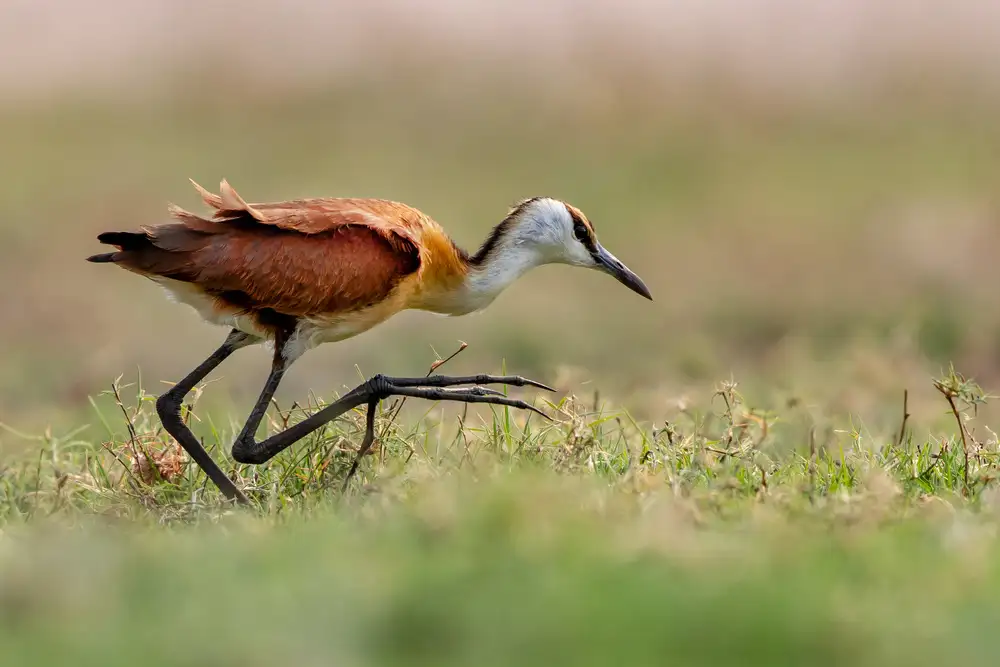 Catta, Alessandro: Jacana Chůze