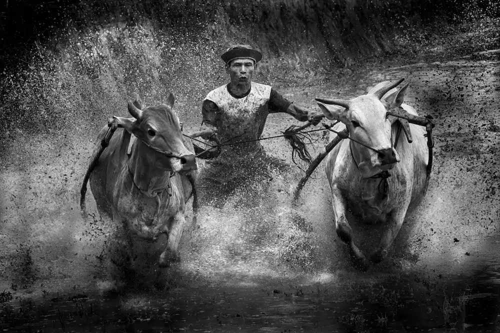 Hartojo, Muliani Angela: Course de vaches