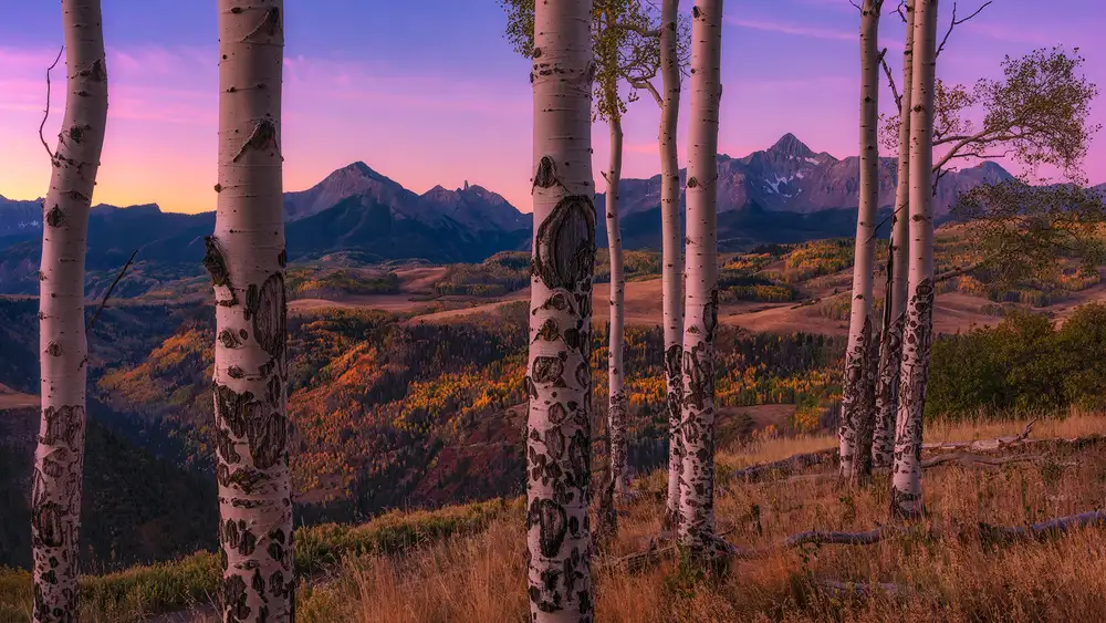 Xu, Mei: Aspen Frames