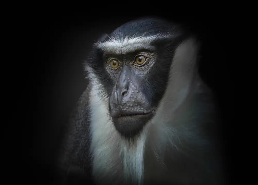 KaMerA: ape
