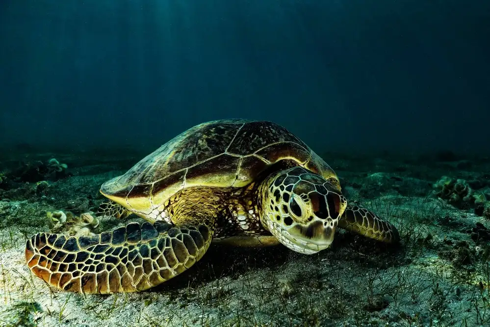 Melesan, Serge: Green turtle