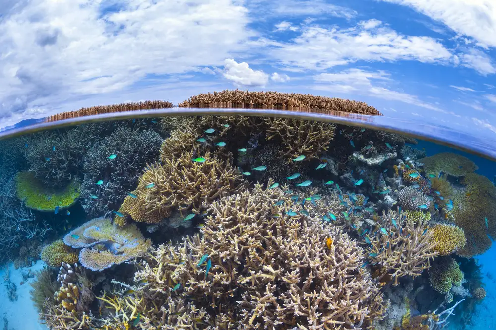 Gabriel, Barathieu: Split level from Mayotte reef