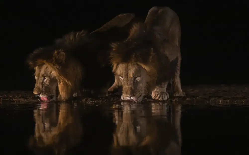 Berg, van Peet: Two Brothers