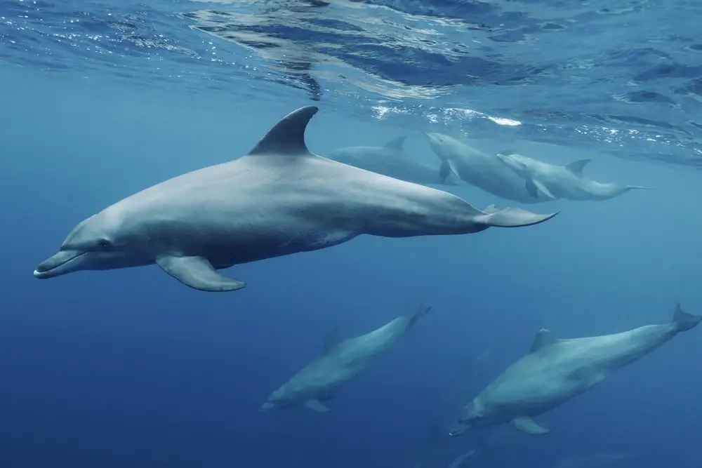 Melesan, Serge: Blueplanet
