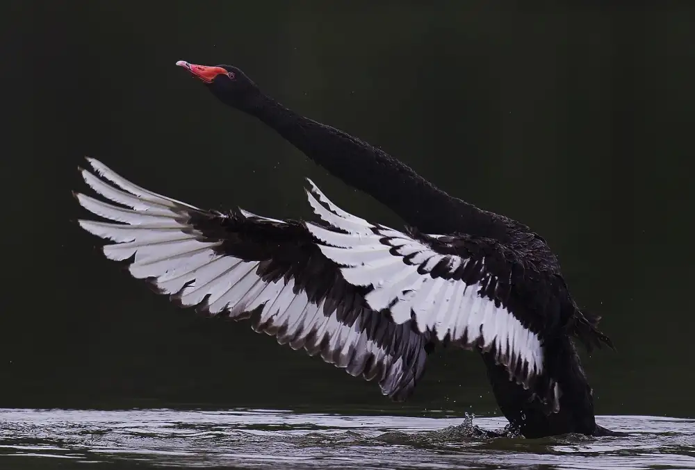 Tjandra, C.S.: Cigno nero