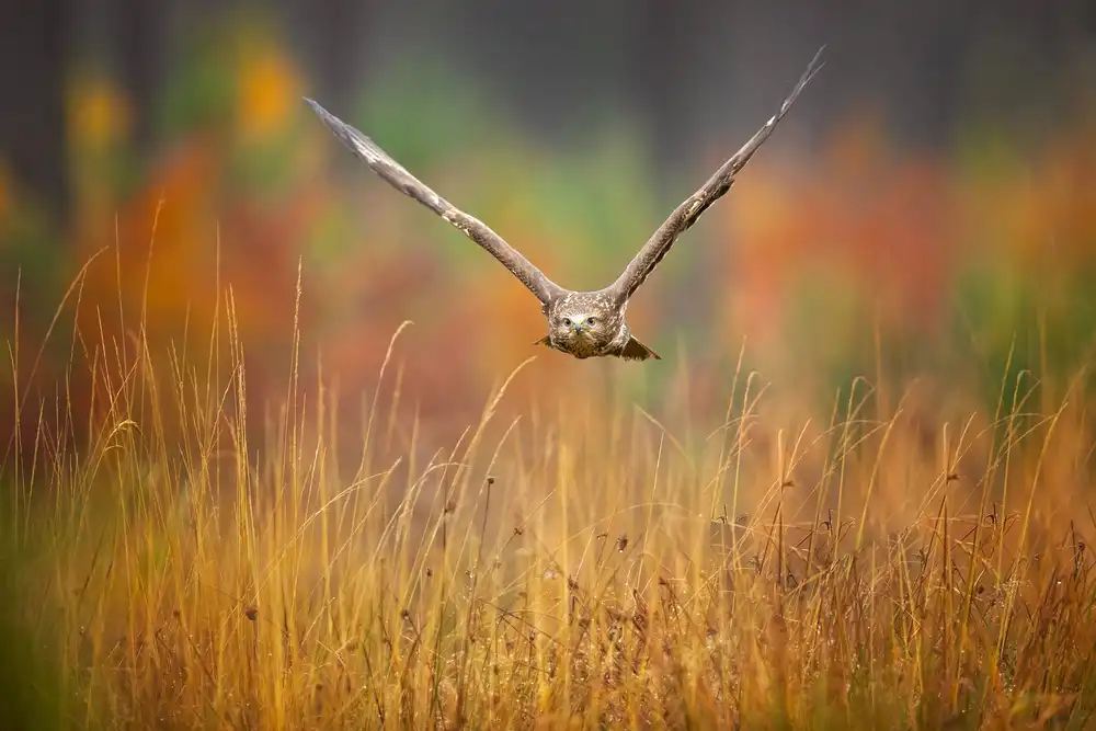 Zygmunt, Milan: Common buzzard