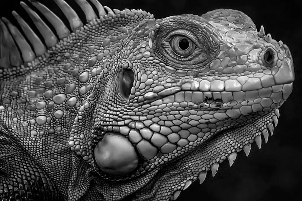 Maududdin, Fauzan: Sguardo deciso dell'iguana