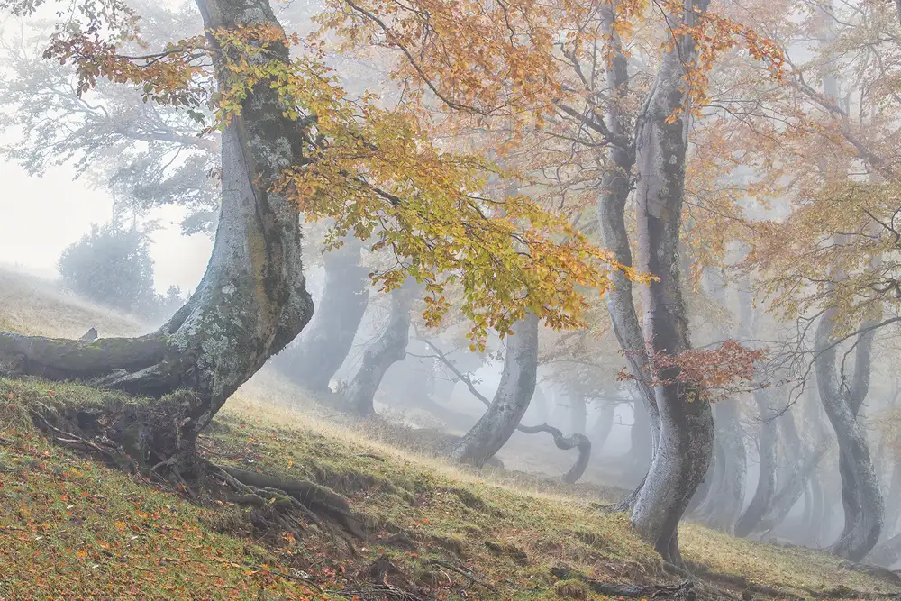 Ruoppolo, Luigi: Twisted beeches in Laga mountains