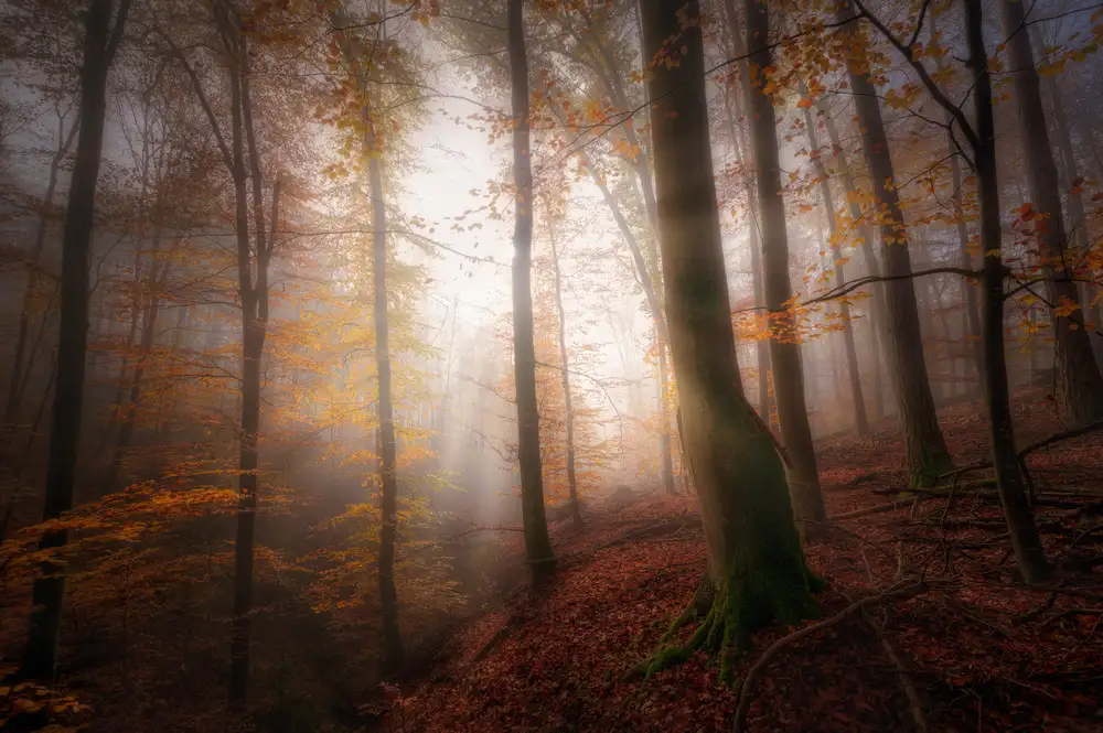 Aurednik, Patrick: Autumn morning