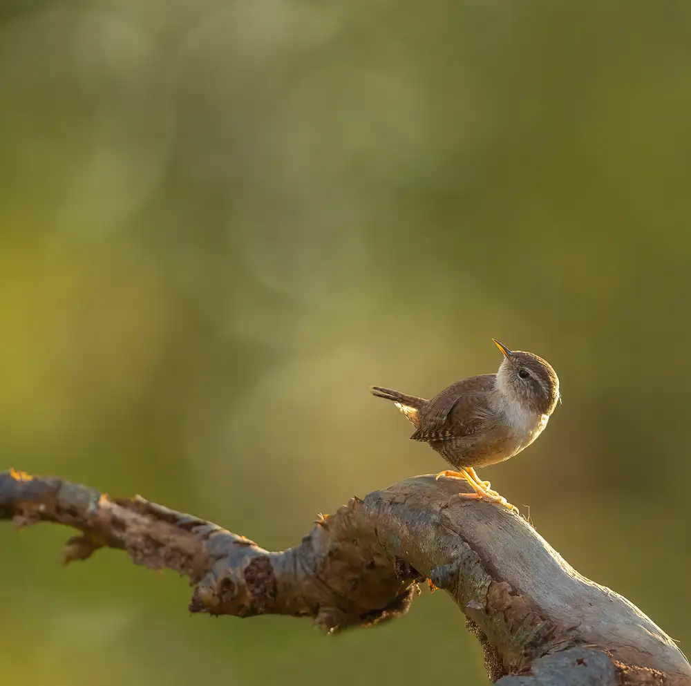 Keizer, Annie: wren in the light