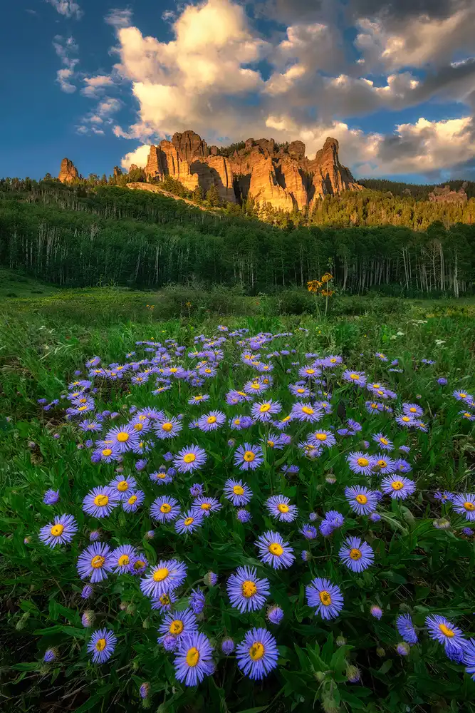Xu, Mei: Canyon and Daisies