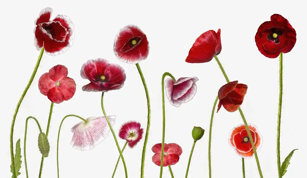 Manning, Jocelyn: Mohnfamilie