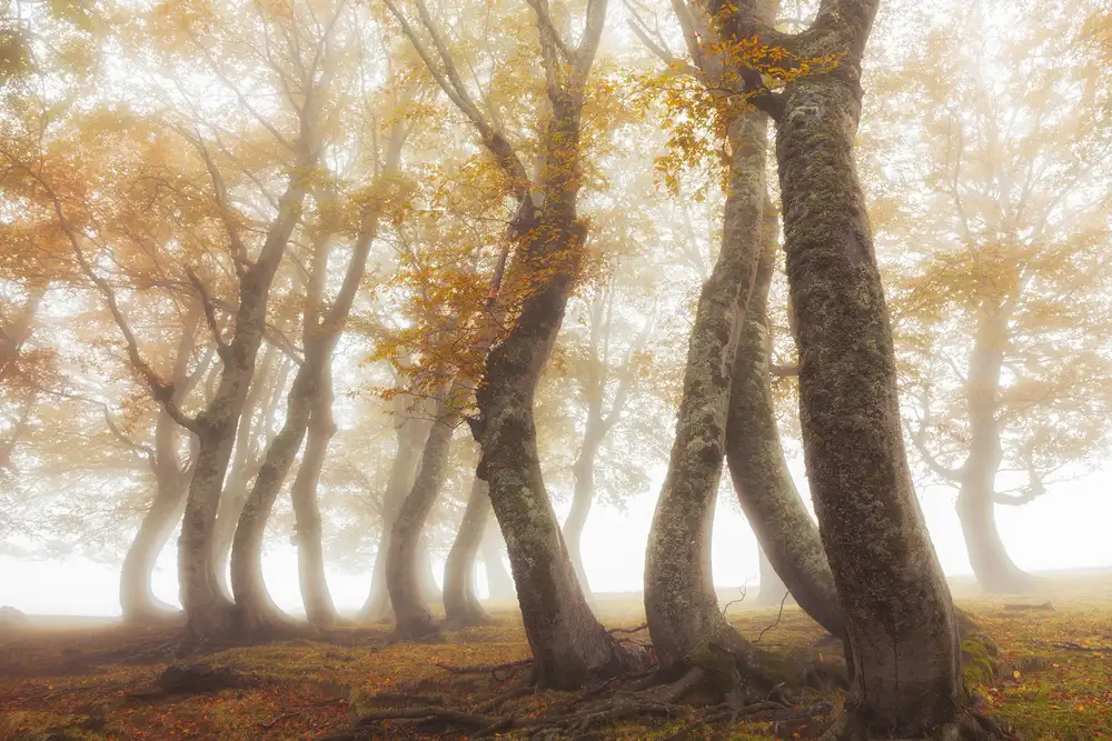 Ruoppolo, Luigi: Between mist and light