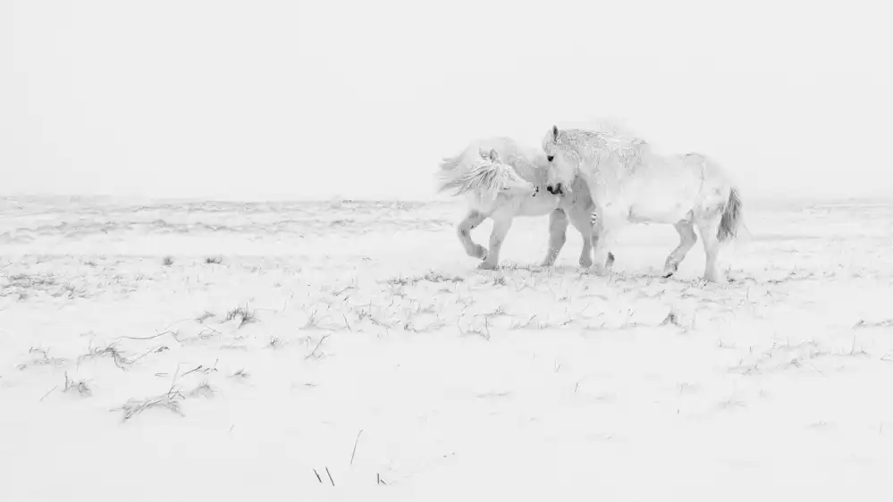 Rosenfeld, Haim: Horse dance