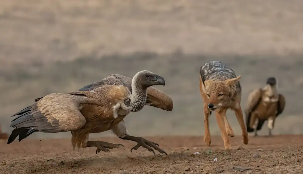 Berg, van Peet: The Jackal and the Vulture