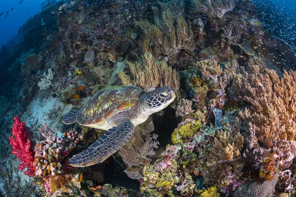 Gabriel, Barathieu: Jardin de corail et tortue verte