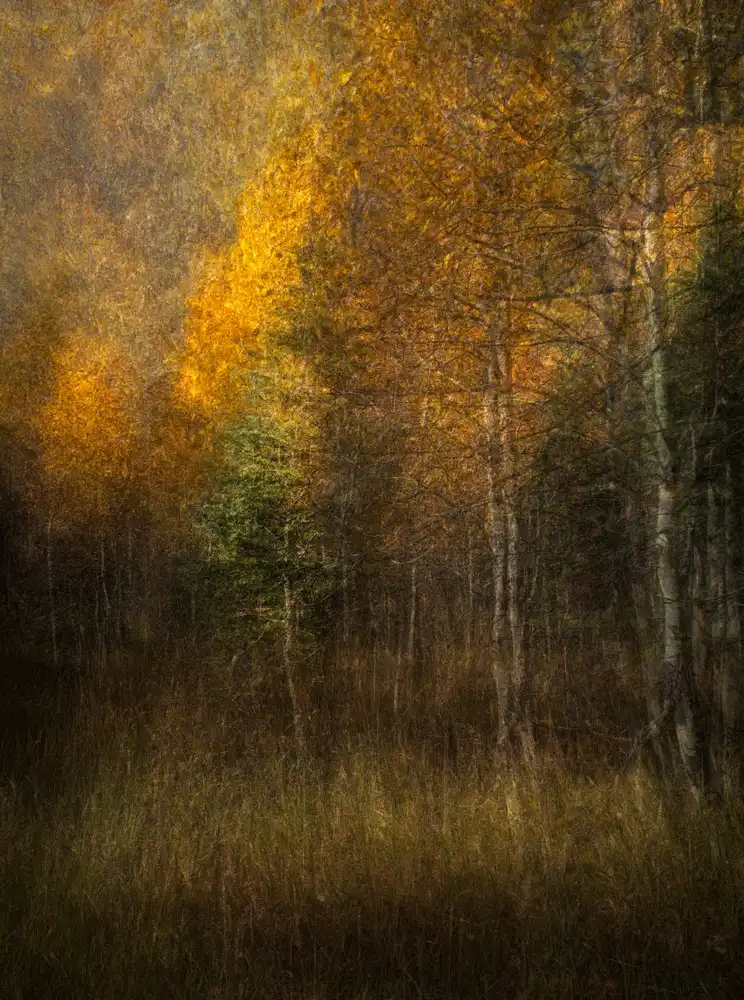 Labagnara, Roxana: Woods