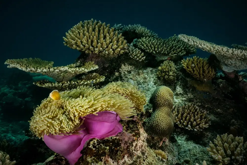 Melesan, Serge: The Reef