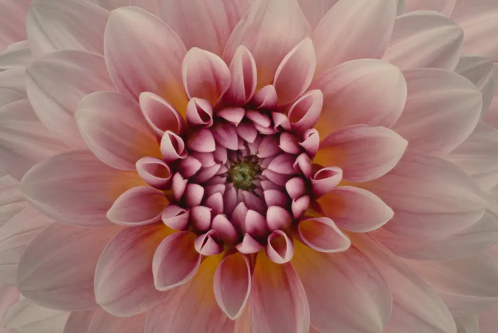 Urbanski, Richard: Blush