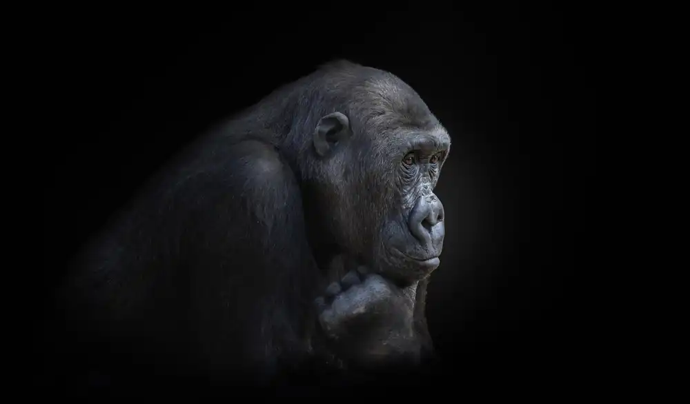 KaMerA: pensive