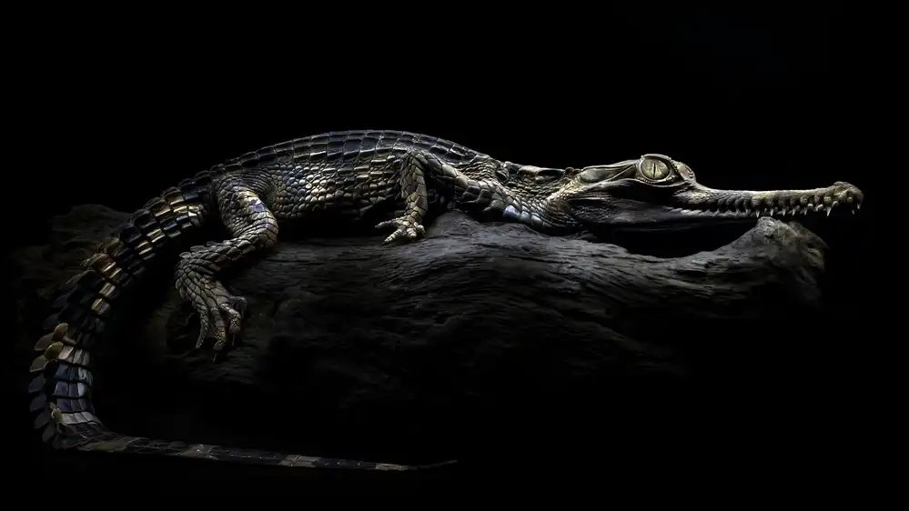 Maududdin, Fauzan: Coccodrillo Sinyulong