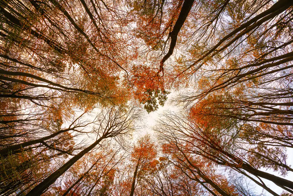 Michael: Autumn Trees