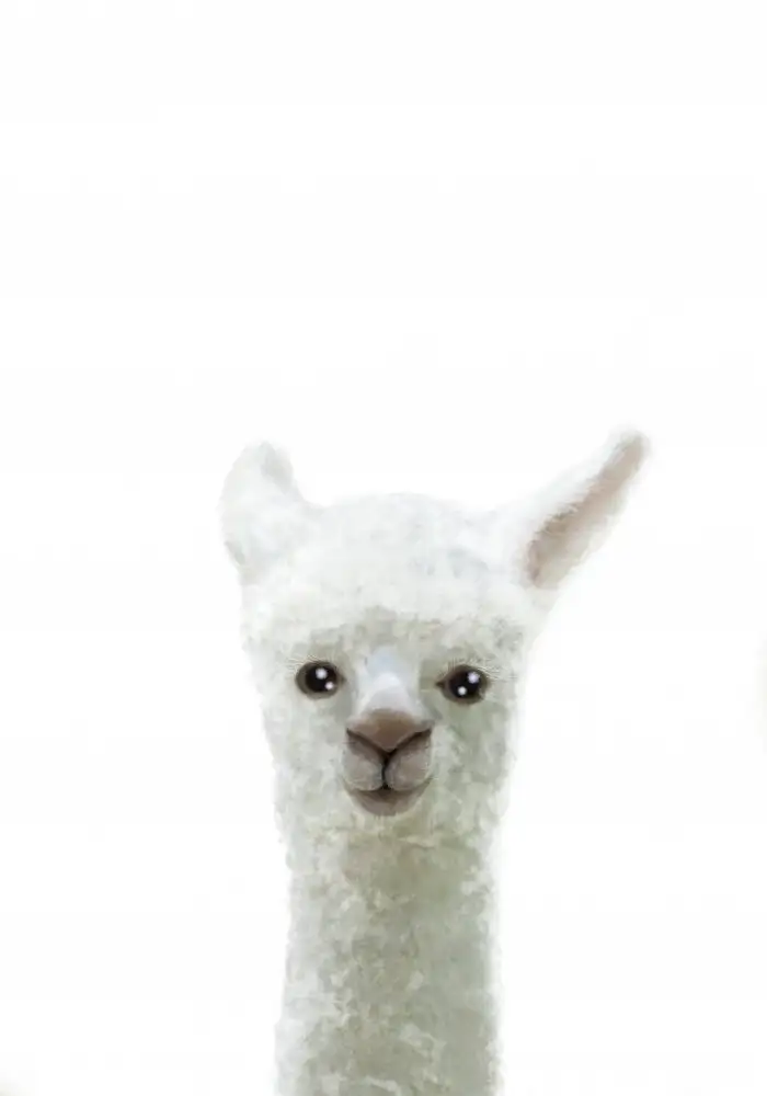 Studio, Pictufy: Lama