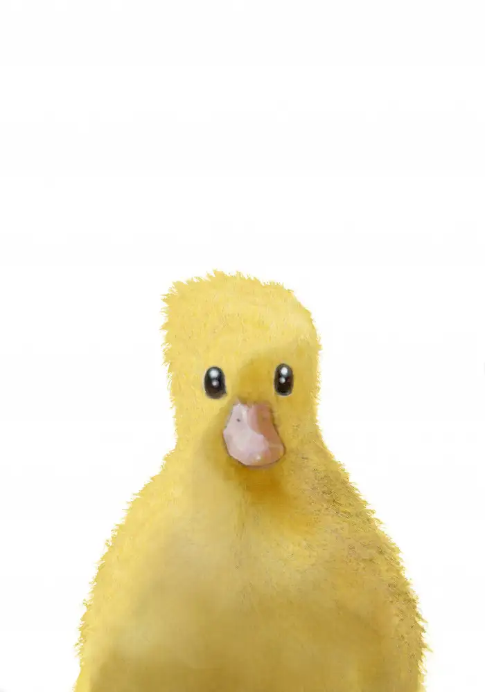 Studio, Pictufy: Duck