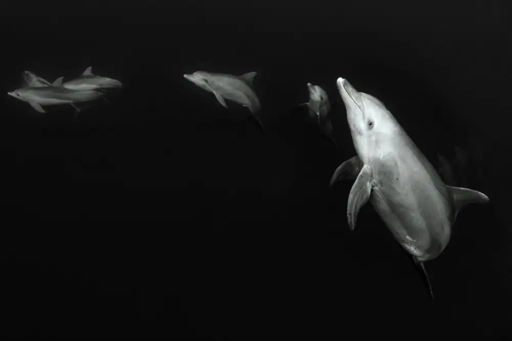 Melesan, Serge: From the deep