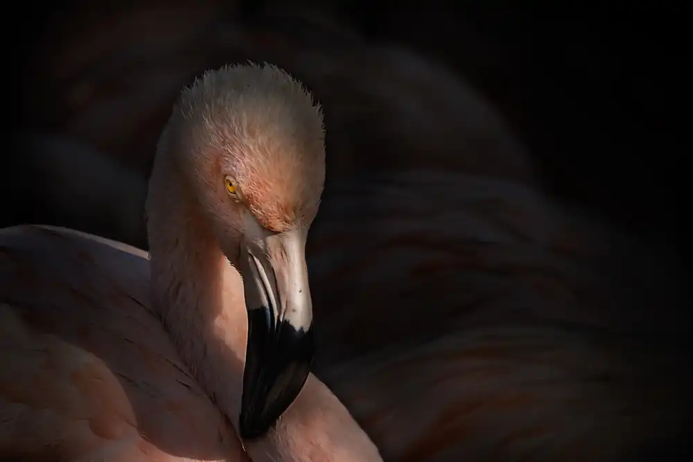 Jealousy: Flamingo
