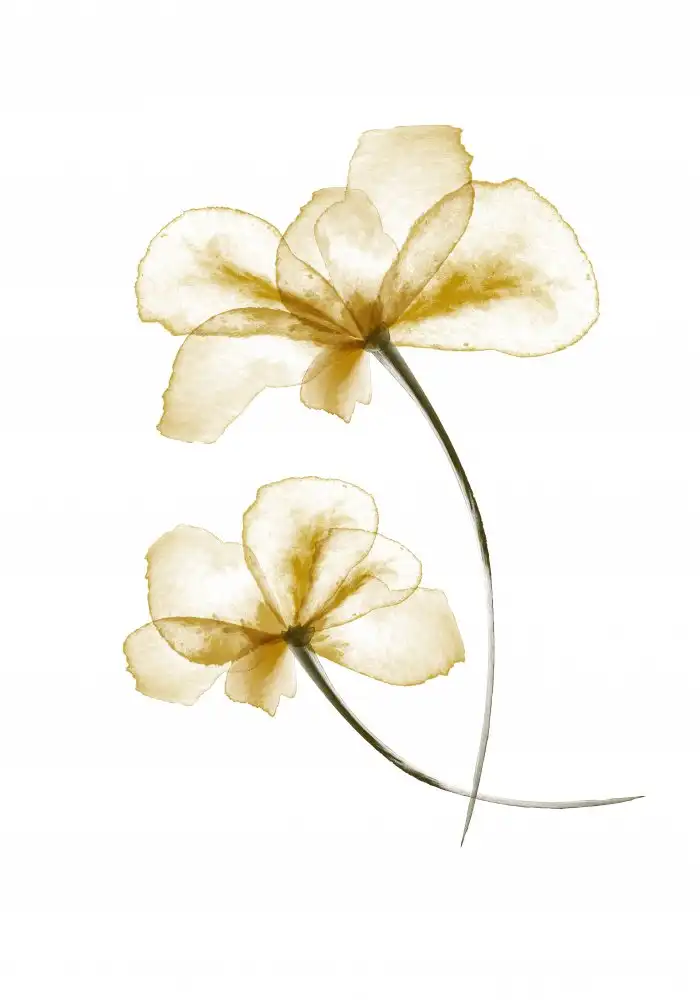 Studio, Pictufy: Pressed Flowers