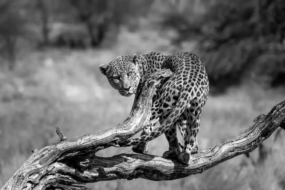 Lackner, Walter: big cat