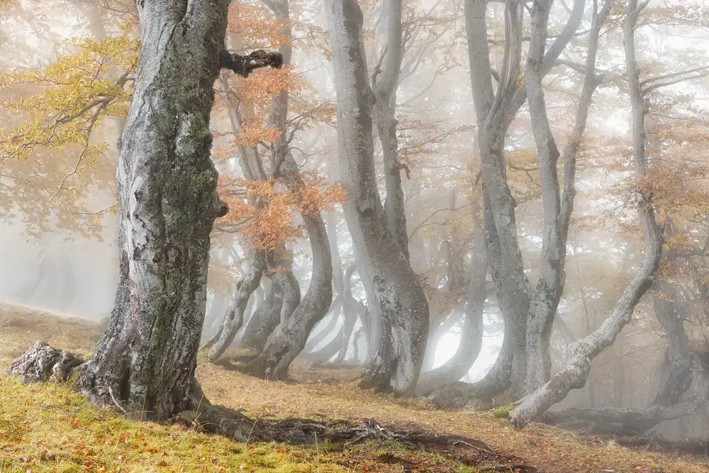 Ruoppolo, Luigi: The old beech tree