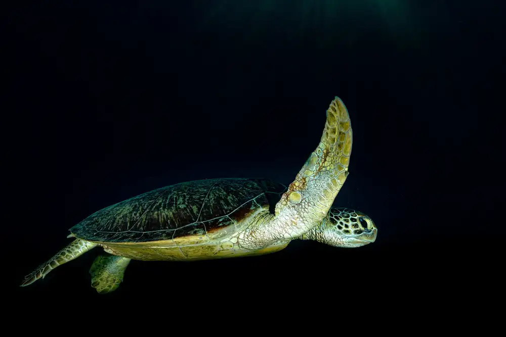 Melesan, Serge: Green turtle