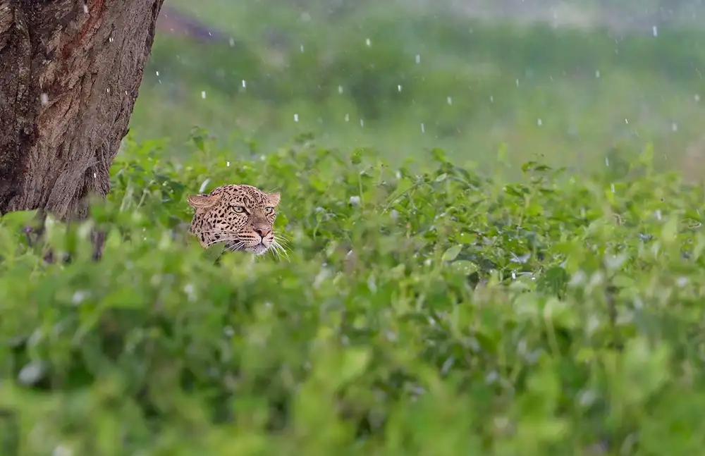 Pozzi, Marco: Under the rain