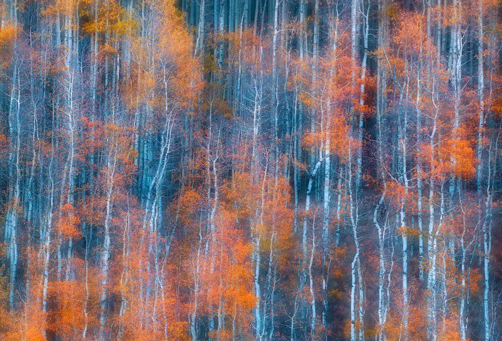 Xu, Mei: Autumn Abstract