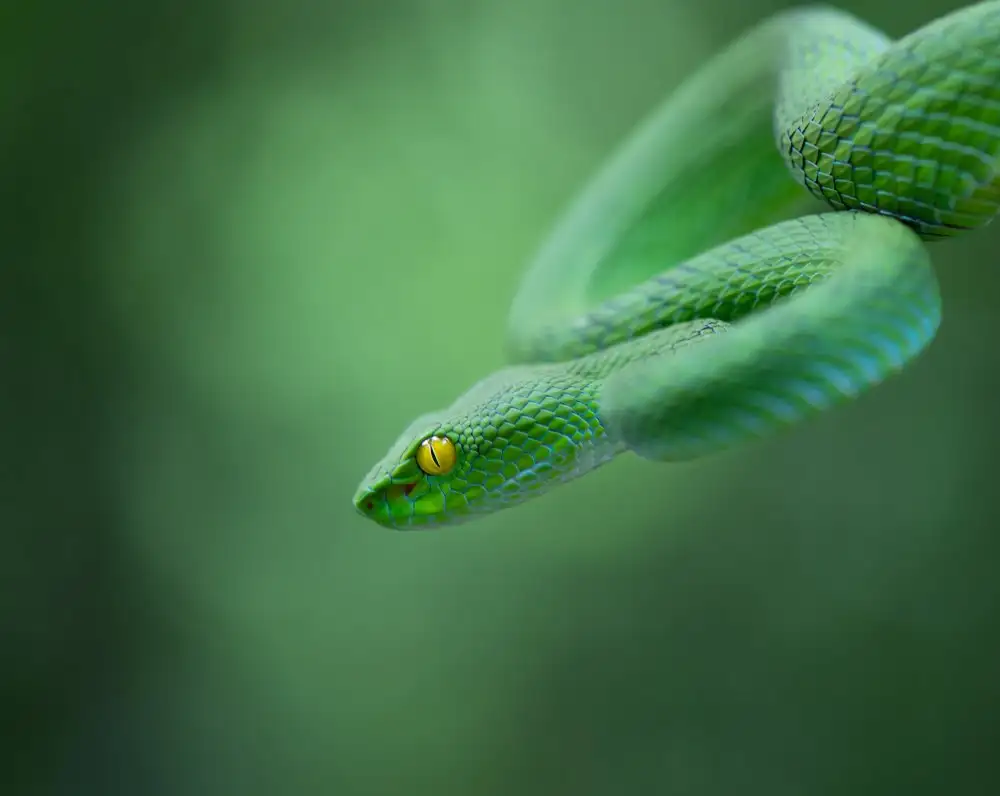 Hakonsen, Thor: Trimeresurus macrops