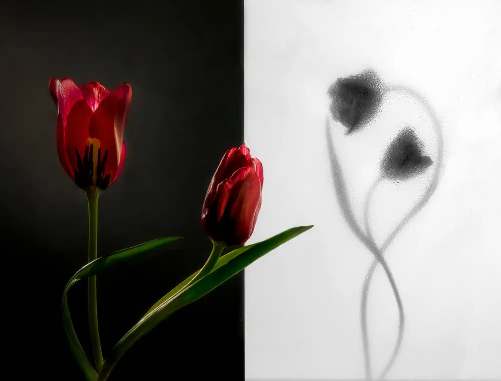 Wang, Ada: Tulip
