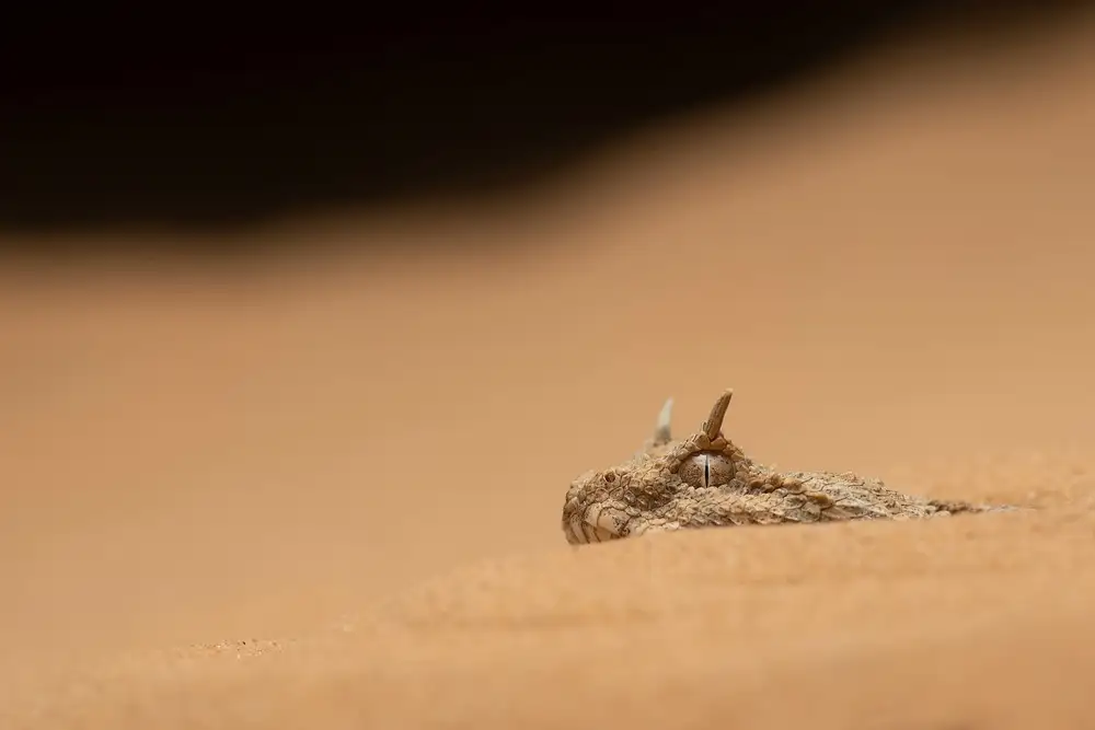 Hakonsen, Thor: Sahara Horned Viper