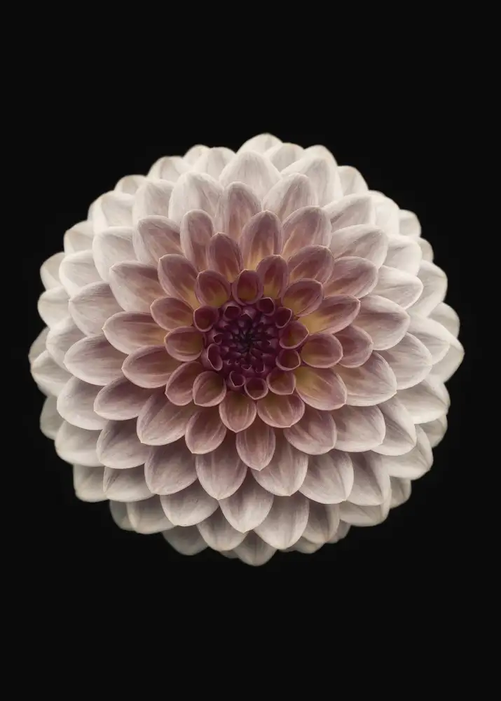 Grønkjær, Lotte: Dahlia