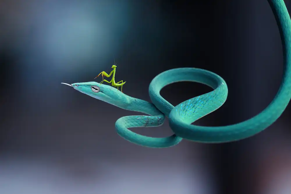 Arifuddin, Ridho: snakes and mantises