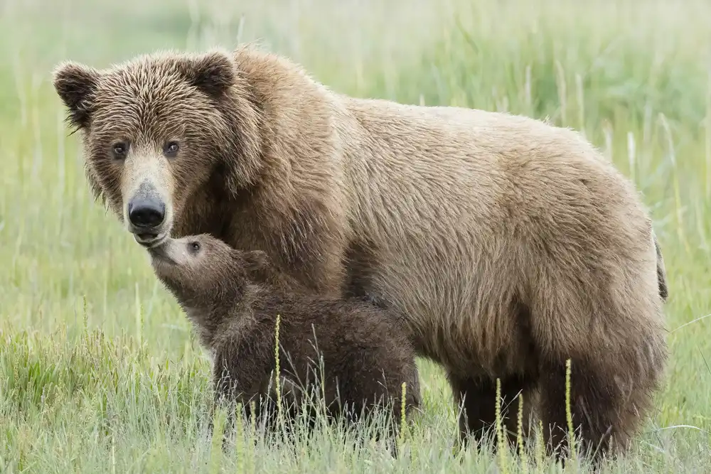 Lester, D Linda: Momento di Mamma Orsa e Cucciolo